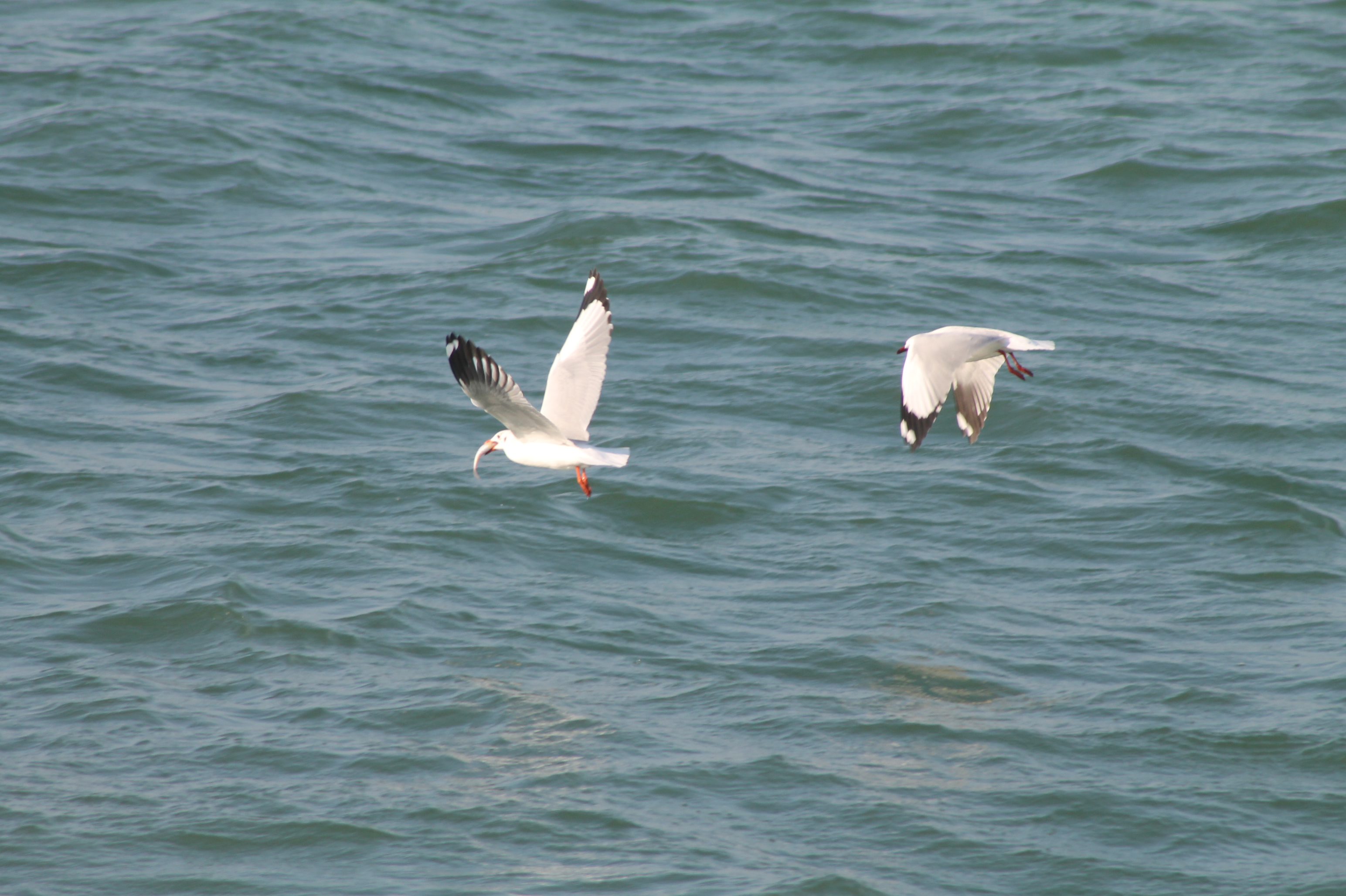 Albatross